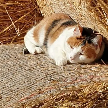 Schwalbennest Lägenhet Walsrode