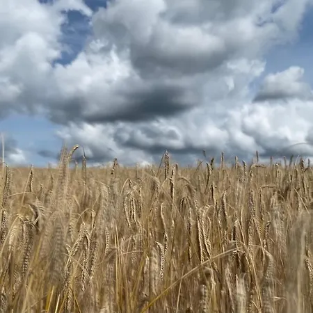 Schwalbennest * Walsrode