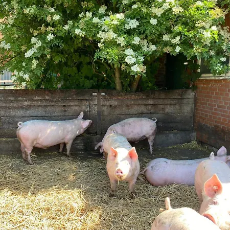 Lägenhet Schwalbennest *