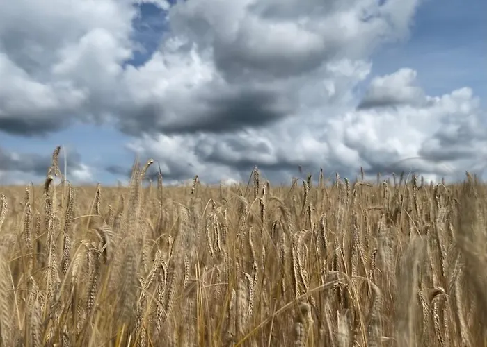 Schwalbennest * Walsrode