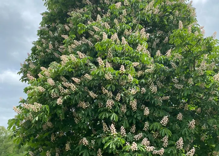 Schwalbennest Walsrode