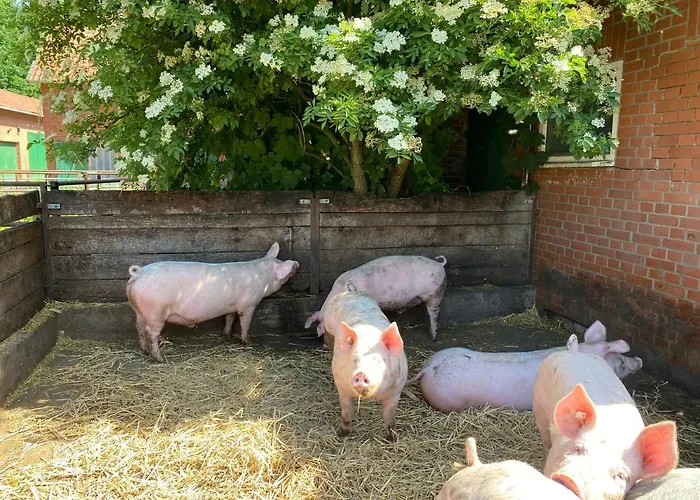 Appartamento Schwalbennest *